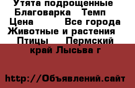 Утята подрощенные “Благоварка“,“Темп“ › Цена ­ 100 - Все города Животные и растения » Птицы   . Пермский край,Лысьва г.